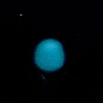 neptun2